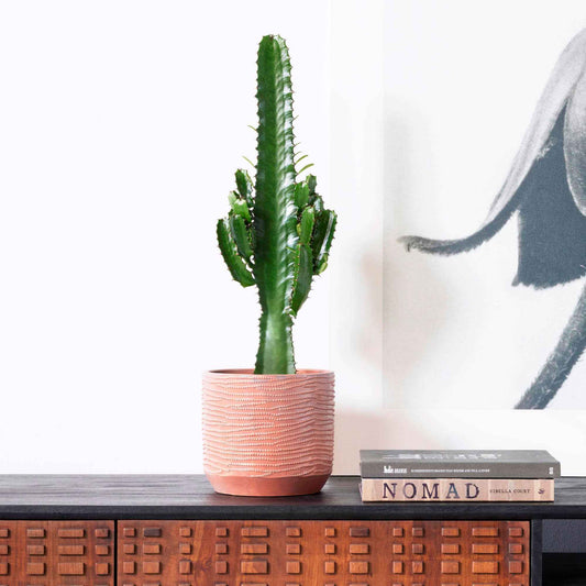 Euphorbe cactiforme - Bakker