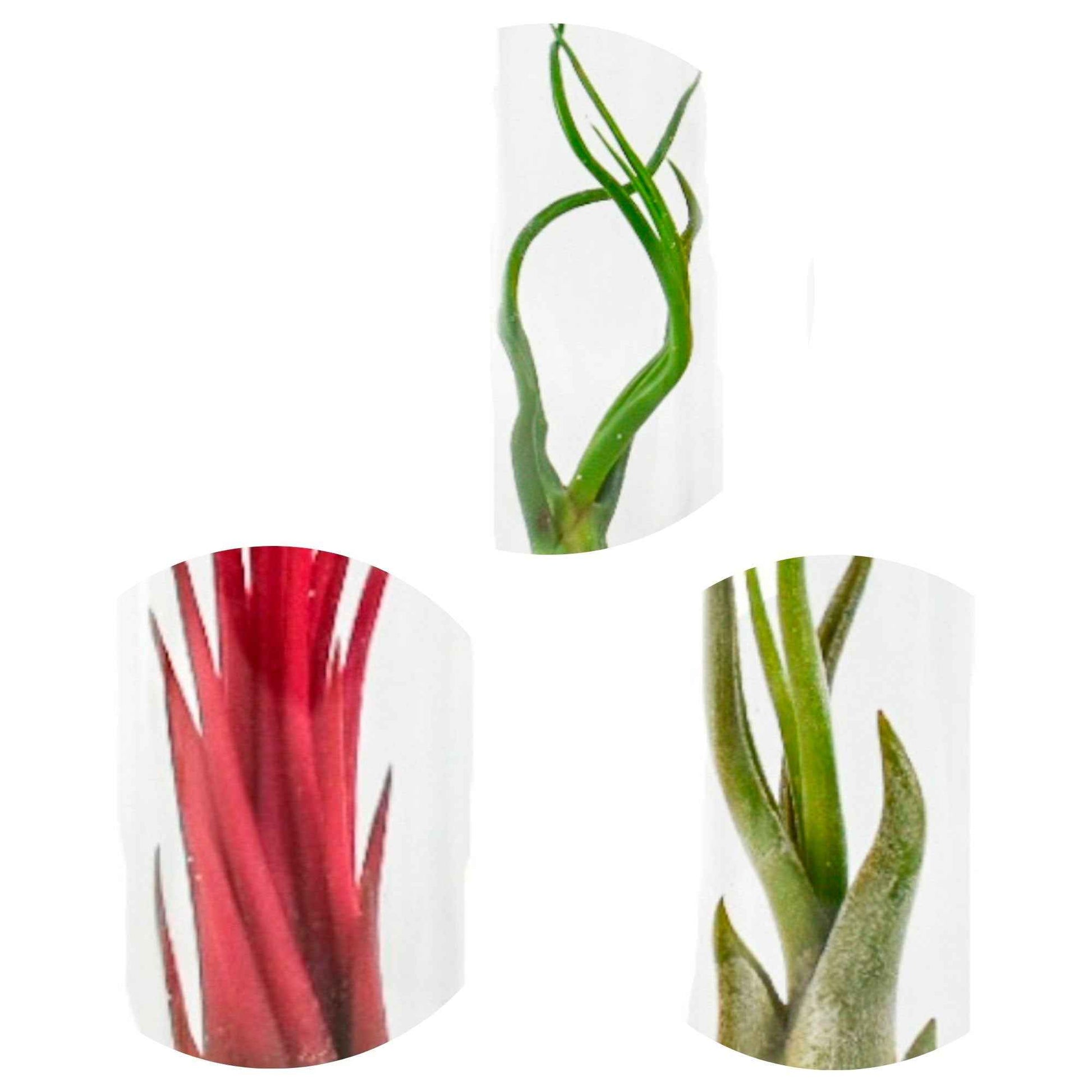 3x Fille de l'air Tillandsia - Mélange rouge-vert-gris en tubes - Plantes d'intérieur