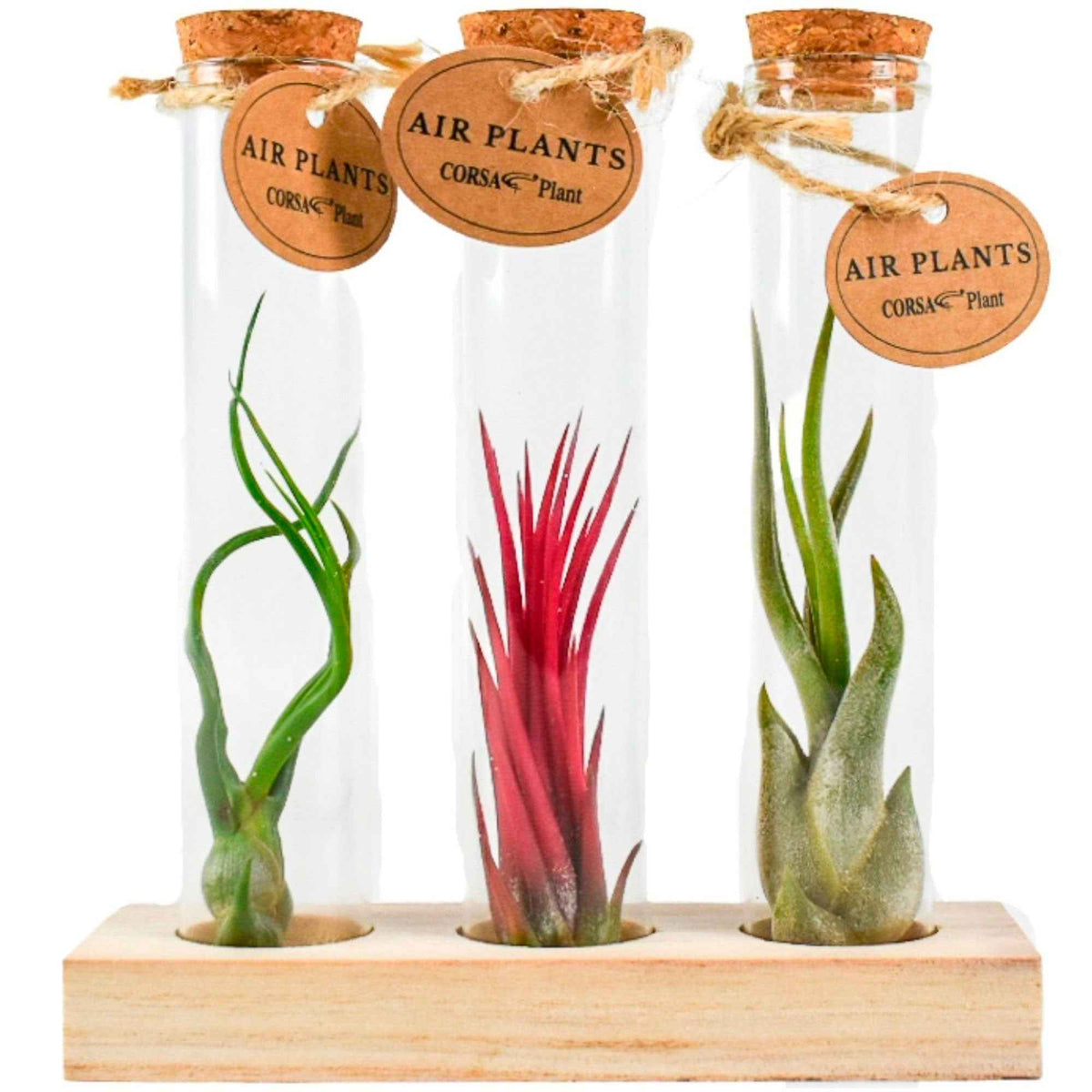 Tillandsias en mélange et tubes de verre - Tillandsia ionantha, tillandsia caput-medusae, tillandsia bulbosa - Bakker