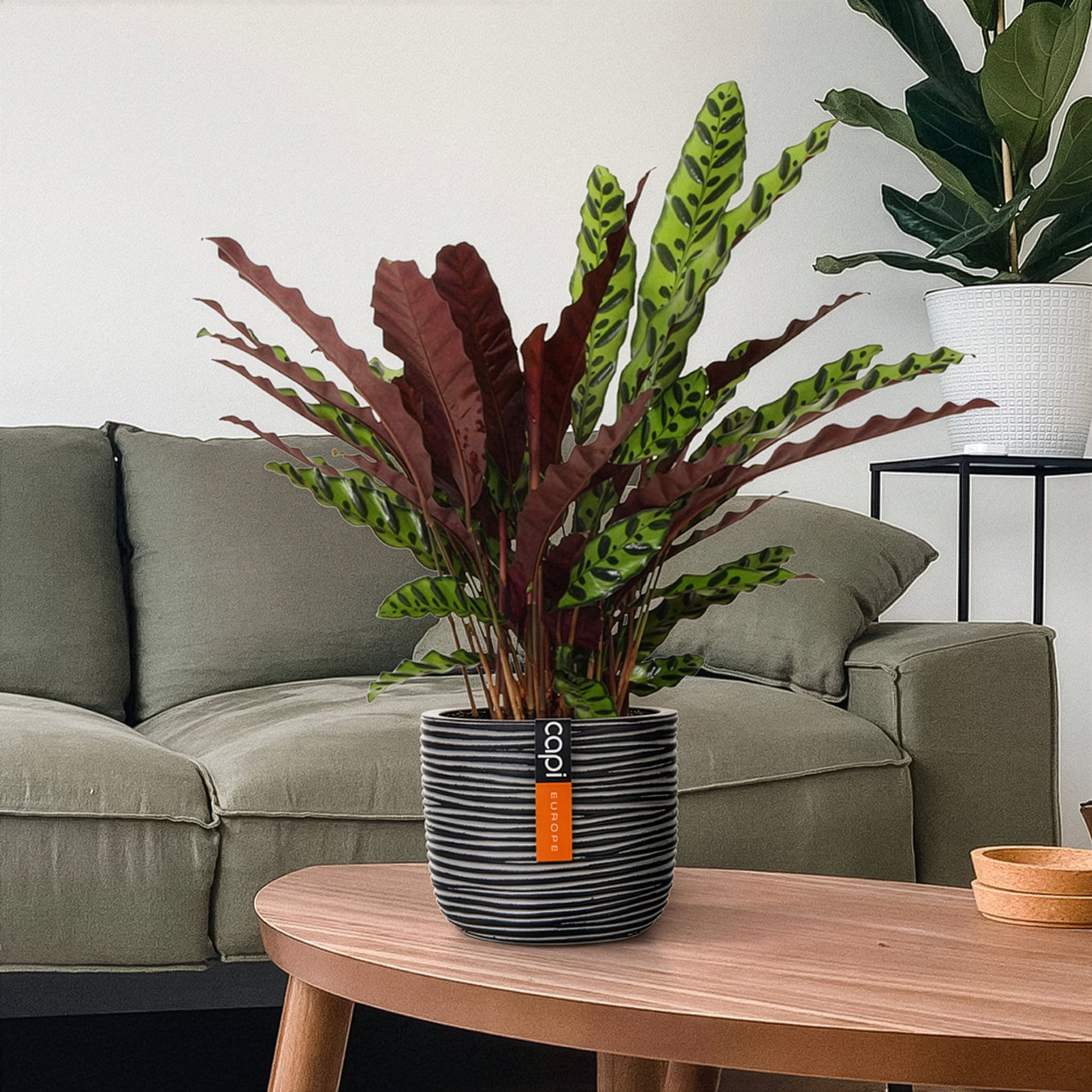 Vente Calathea lancifolia 'Insigne' - Calathea insignis