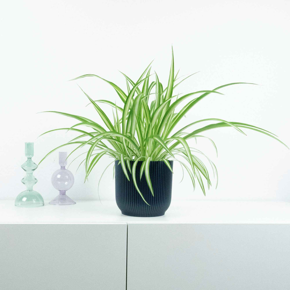 Plante-araignée Chlorophytum 'Vittatum' - Chlorophytum comosum Vittatum - Bakker