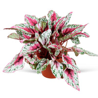 Bégonia Begonia 'Maui Sunset' - Begonia rex Maui Sunset - Bakker