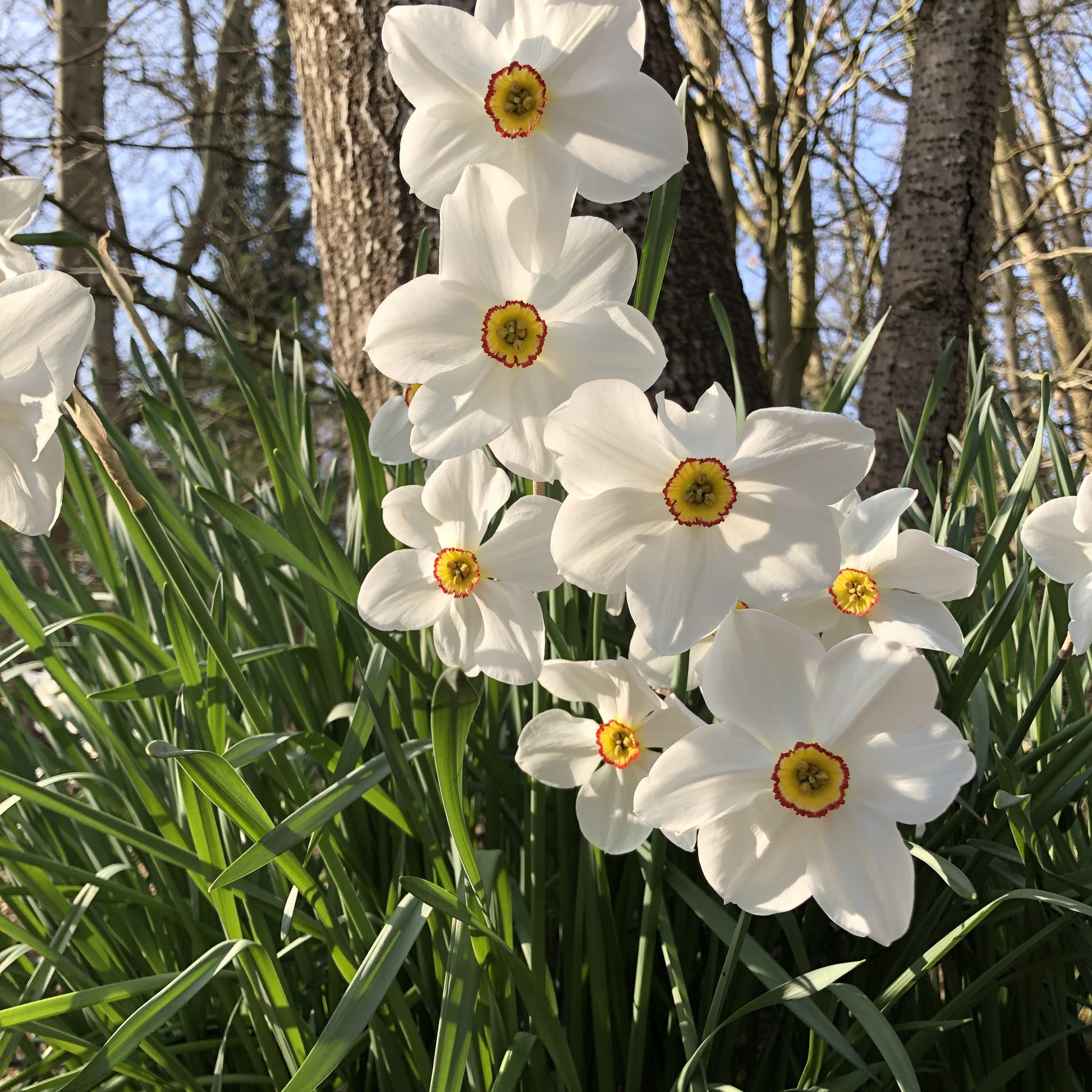 Narcisse des poètes Actea - Narcissus actea - Bulbes à fleurs