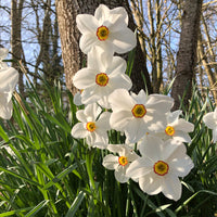10 Narcisses des poètes Actea - Narcissus actea - Bakker