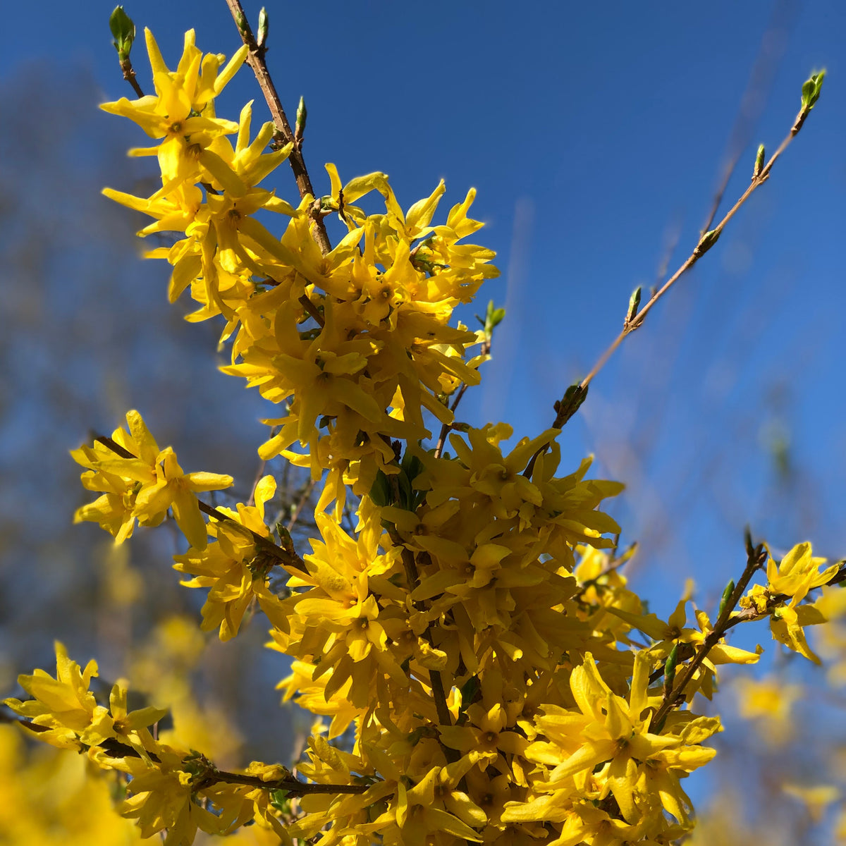 Vente Collection Haie printanière - 4 arbustes - Photinia, Forsythia, Spireae Grefsheim , Chaneomeles