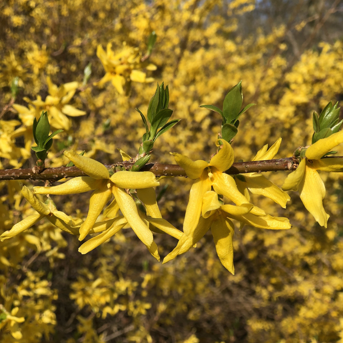 Forsythia x intermedia Spectabilis - Forsythia Spectabilis - Arbustes