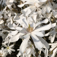 Magnolia étoilé - Bakker.com | France