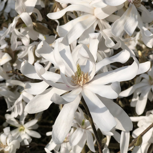 Magnolia étoilé - Bakker