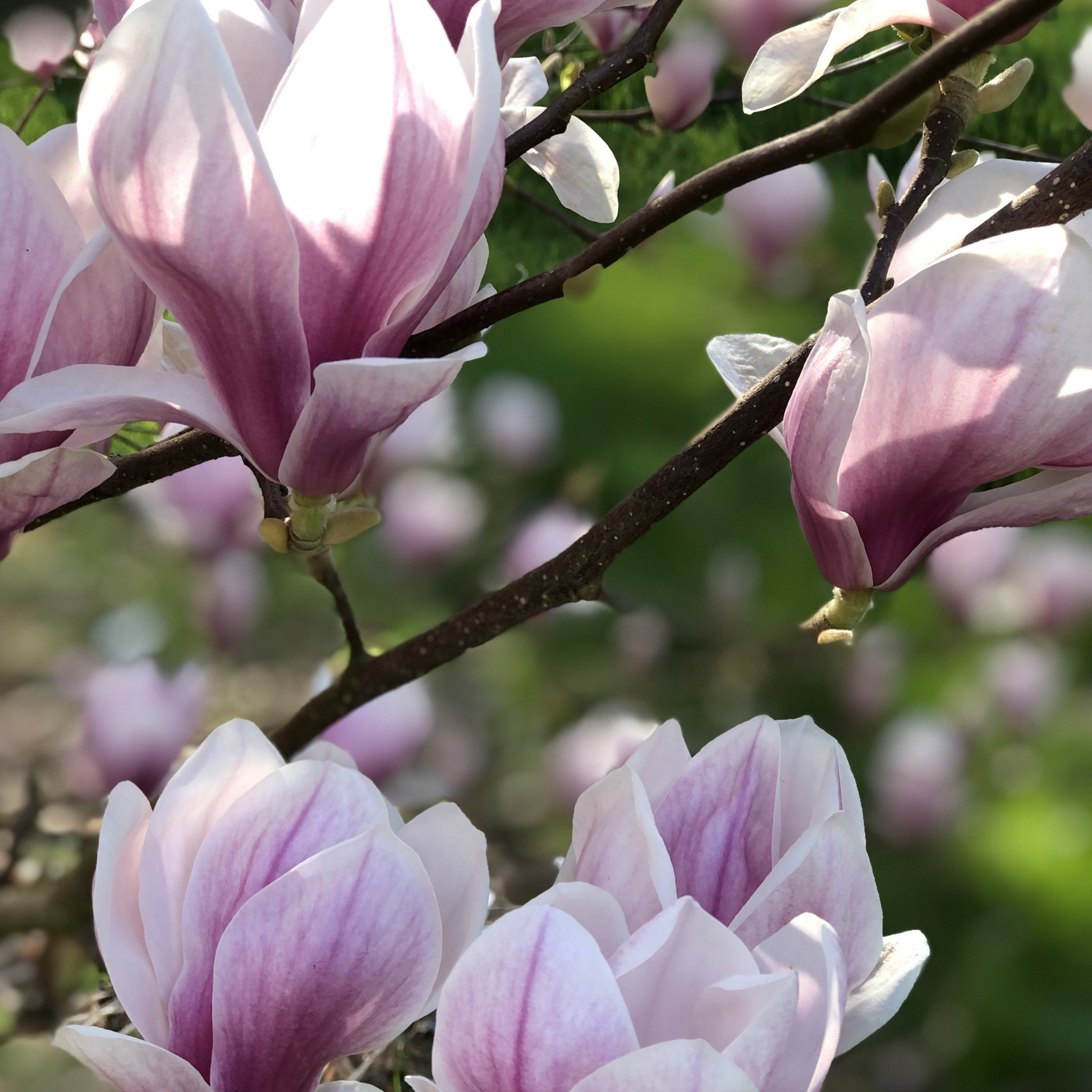 Bakker - Magnolia de Soulange - Magnolia soulangeana - Plantes d'extérieur