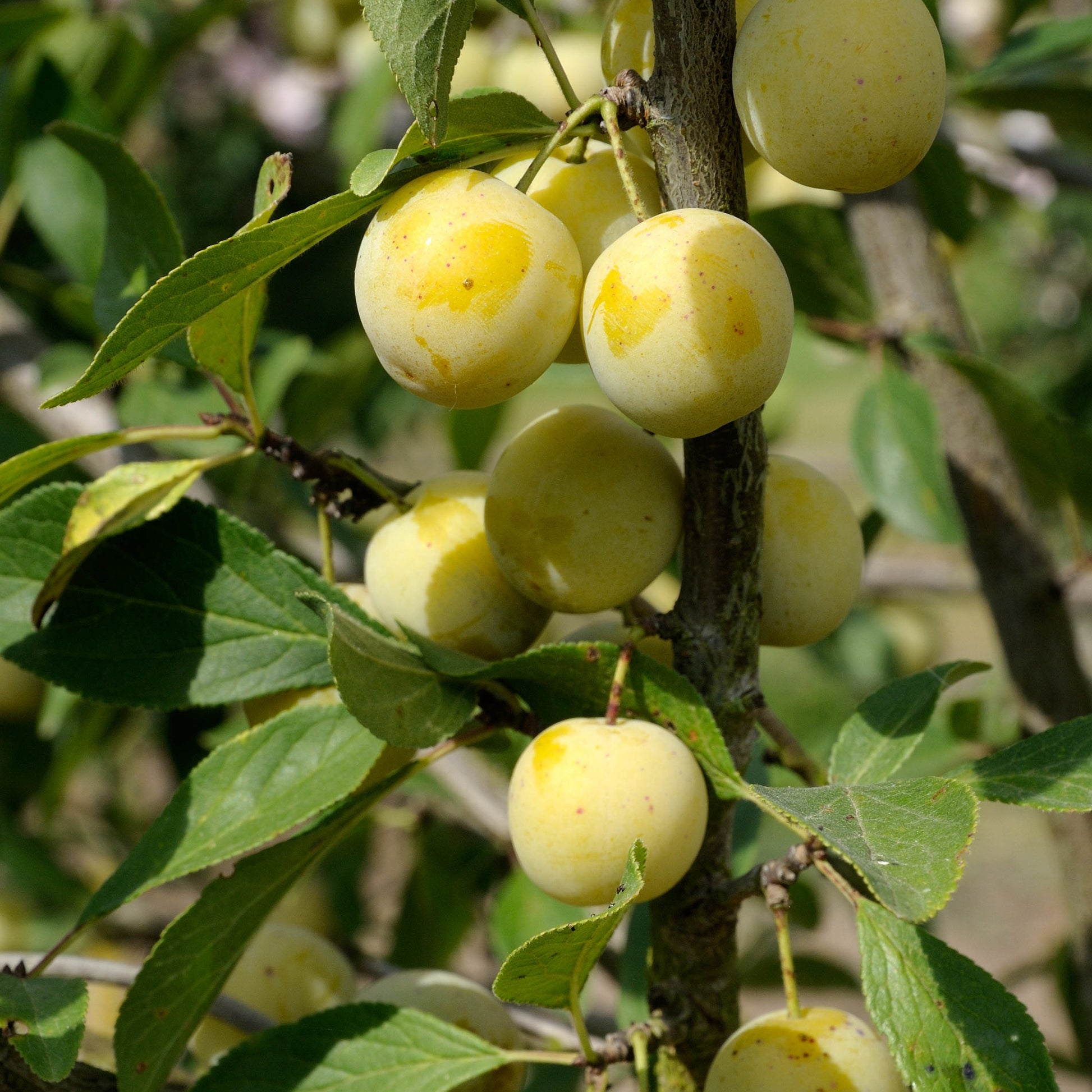 Bakker - Prunier Mirabelle de Nancy - Prunus domestica mirabelle de nancy - Arbres fruitiers