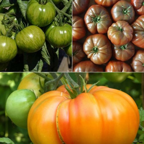Collection de 9 Plants de tomates originales