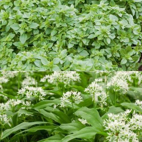 Collection de 2 Plants Basilic fin vert, Ail des ours - Bakker