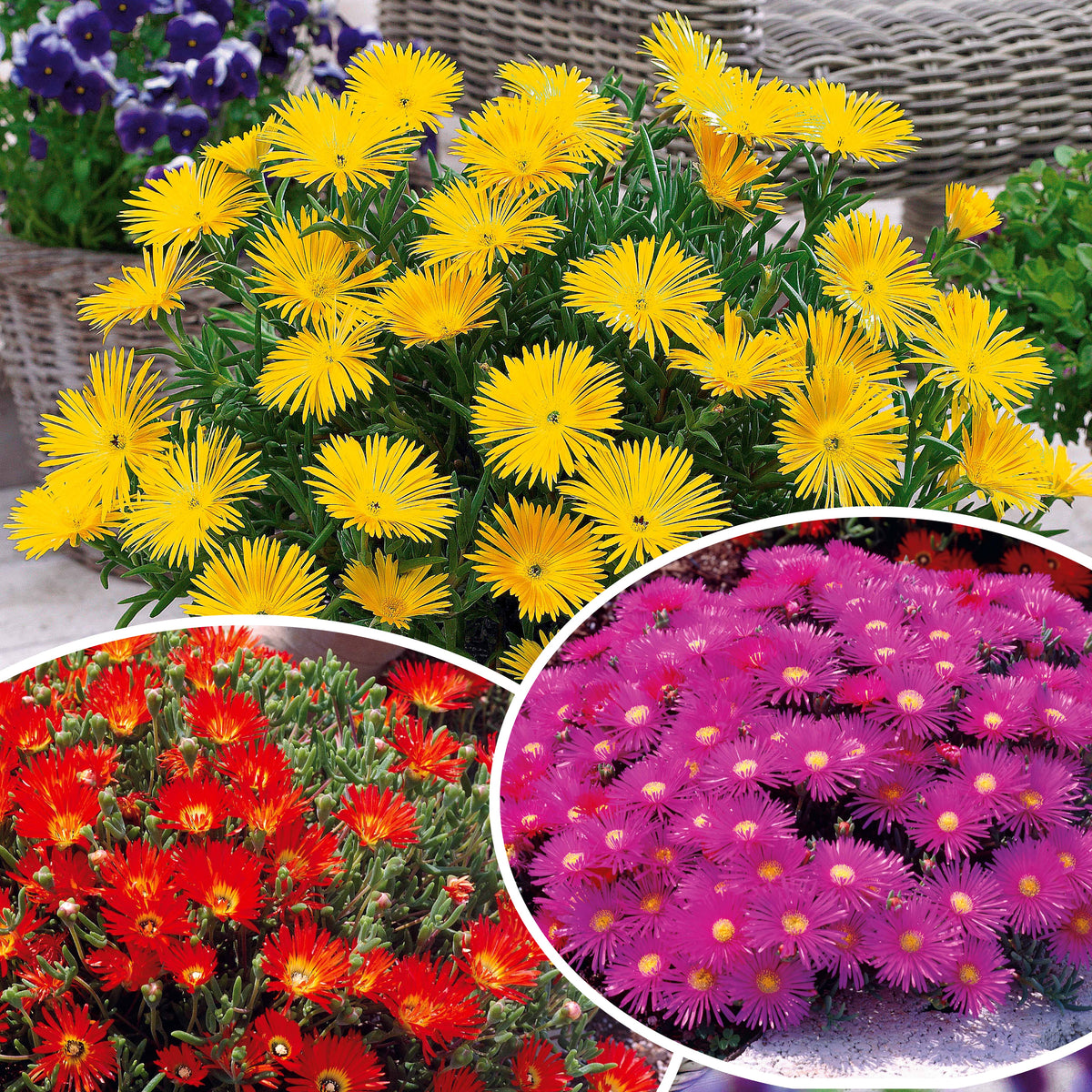 Collection de 6 Ficoïdes : jaunes, violettes, rouges - Bakker