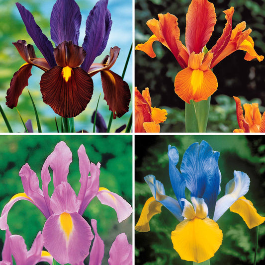 Iris de Hollande colorés en mélange - Bakker.com | France