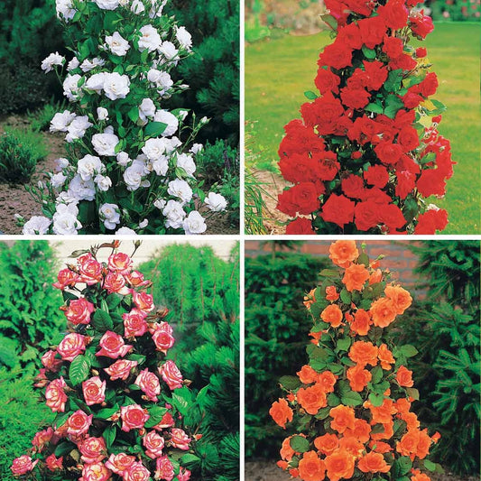 Collection de Rosiers arbustes : Shalom, Korbin, Westerland, Handel - Bakker.com | France