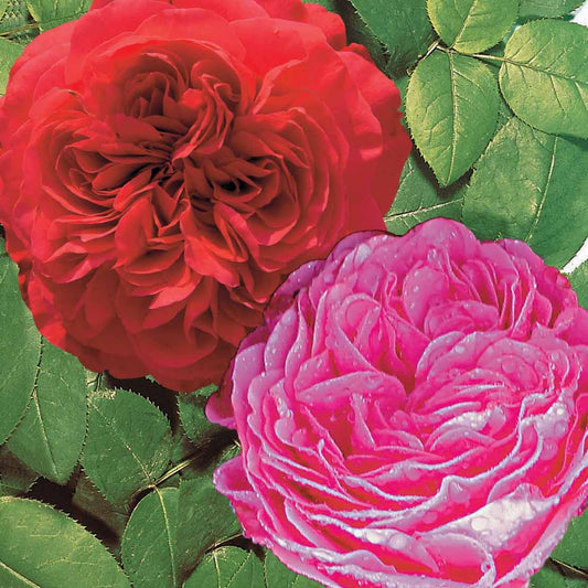 Bakker - Collection de 2 Rosiers floribunda : Red Leonardo Da Vinci et Leonardo Da Vinci - Rosa floribunda red leonardo da vinci, leonardo da - Plantes d'extérieur
