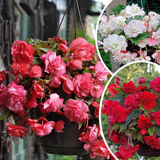 9 Bégonias parfumées en mélange - Begonia 'red glory', 'angélique''pink delight' - Bulbes à fleurs