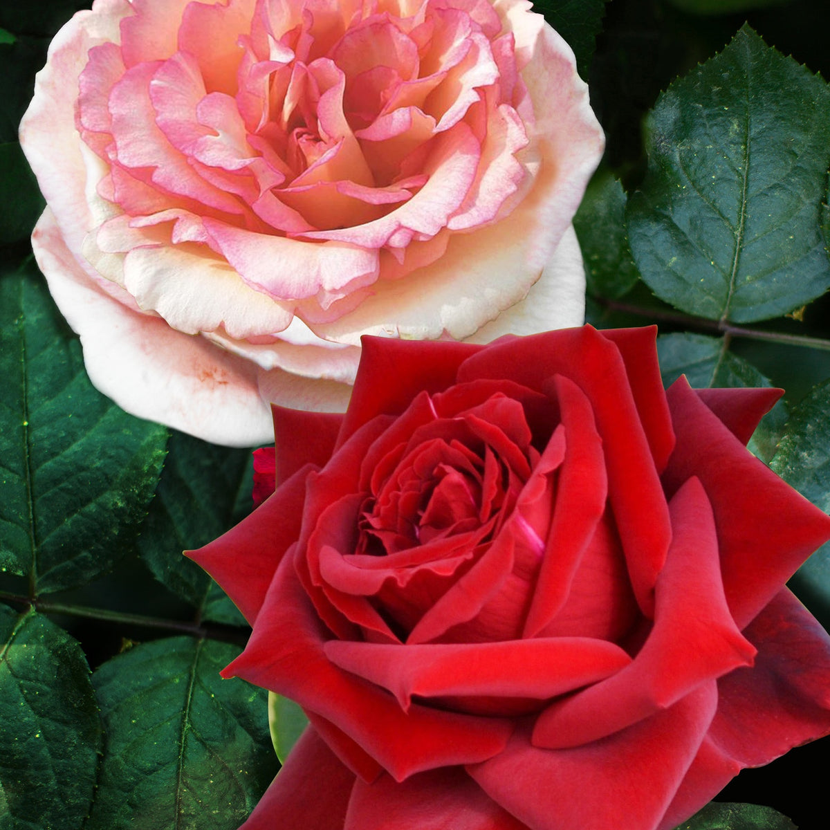 2 Rosiers buissons résistants aux maladies - Bakker