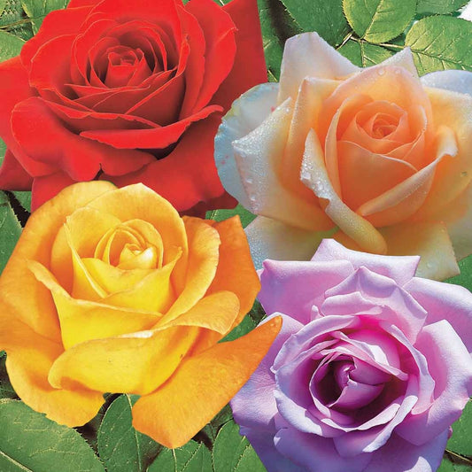 Collection de 4 Rosiers : Whisky, Malaga, Lune Bleue, Magie Parfum - Bakker