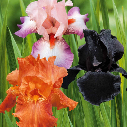 Iris de jardin noire, orange, rosé en mélange - Bakker.com | France