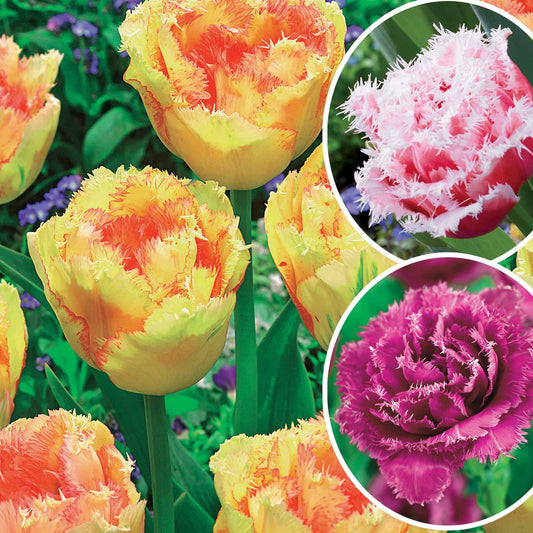 Collection de Tulipes frangées : Queensland, Mascotte, Vaya con Dios - Tulipa queensland, mascotte , vaya con dios - Bulbes à fleurs