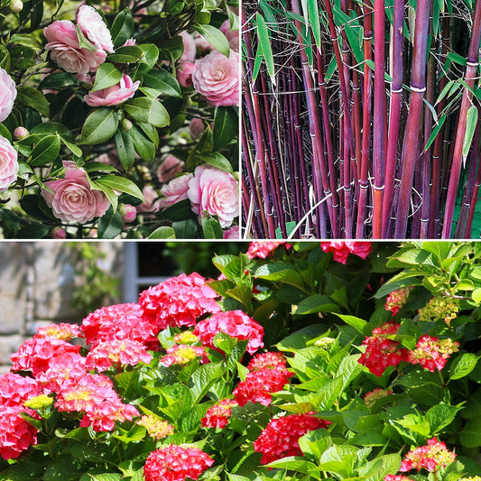 Collection de 3 arbustes d'ombre : hortensia, camélia, bambou - Bakker