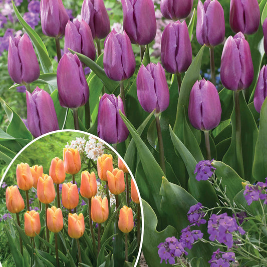 Bakker - Collection de 20 Tulipes triomphe  Bellville et Blue Beauty - Tulipa triompe (bellville , blue beauty) - Bulbes à fleurs