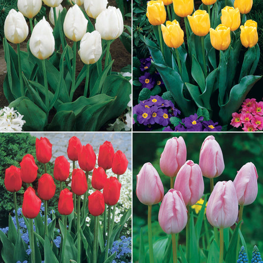 Bakker - Collection de 20 Tulipes à longues tiges - Tulipa - Bulbes à fleurs