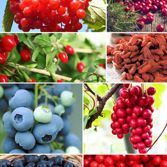 Collection d'arbustes à fruits vitaminés
