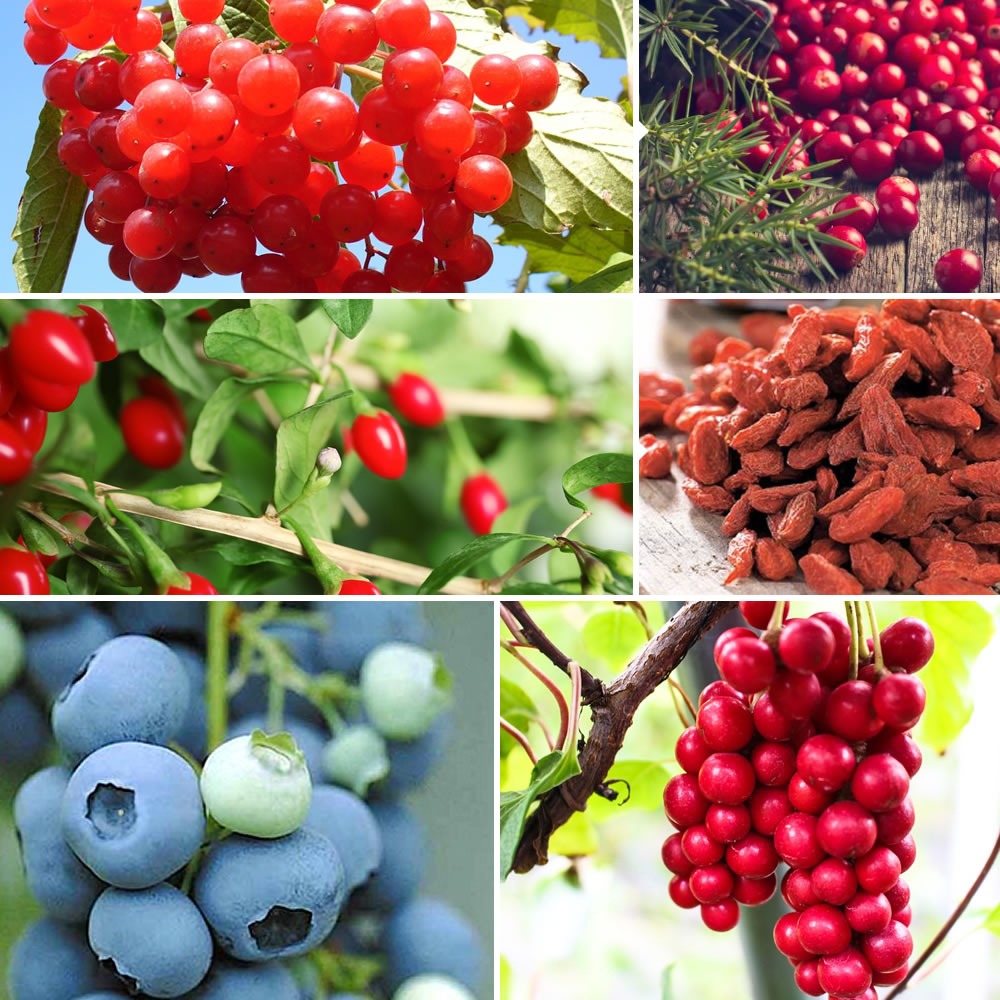 Vente Collection d'arbustes à fruits vitaminés