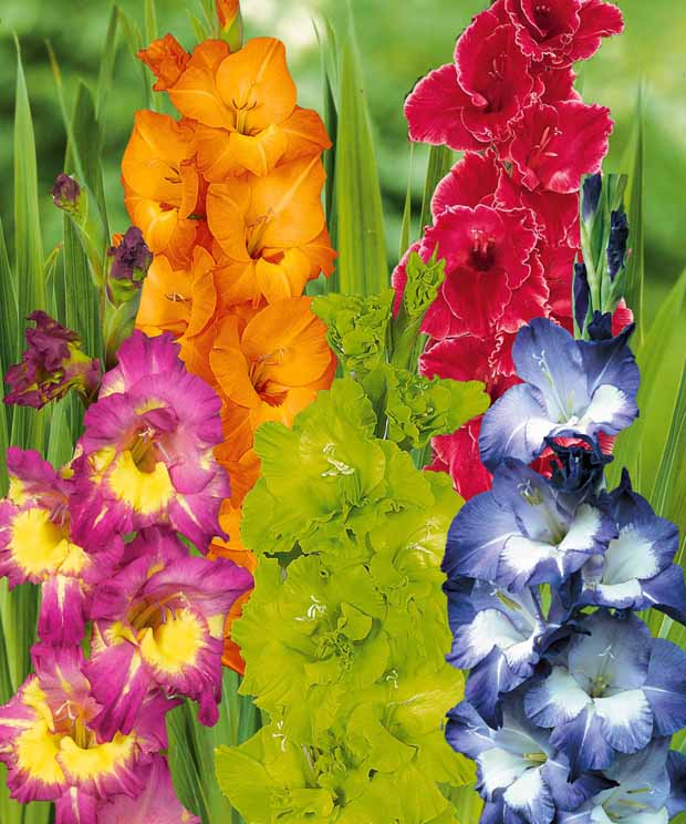 Glaïeuls pour un jardin multicolore en mélange - Gladiolus 'nori', 'green star', 'manteca', after s - Bulbes à fleurs