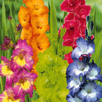 Glaïeuls pour un jardin multicolore en mélange - Gladiolus 'nori', 'green star', 'manteca', after s - Glaïeuls