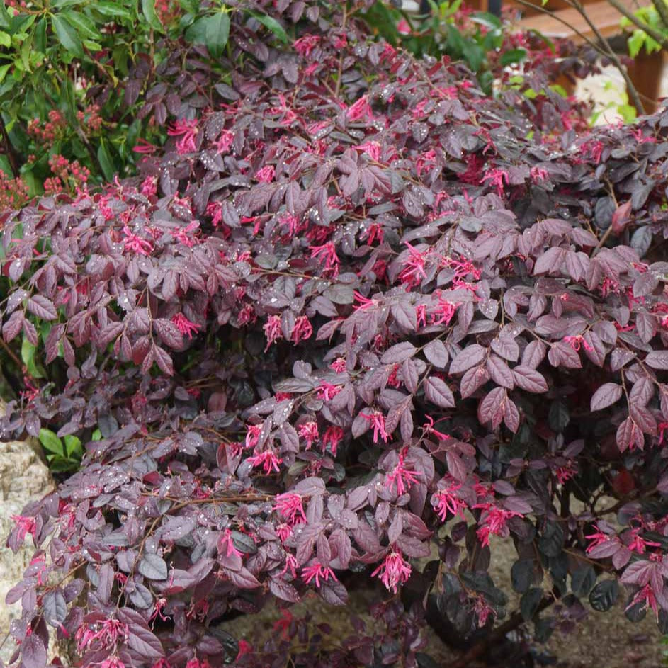 Loropetalum chinense black pearl