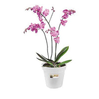 Elho pot pour orchidée - Bakker.com | France