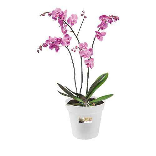  - Elho pot pour orchidée - Entretien et Matériel