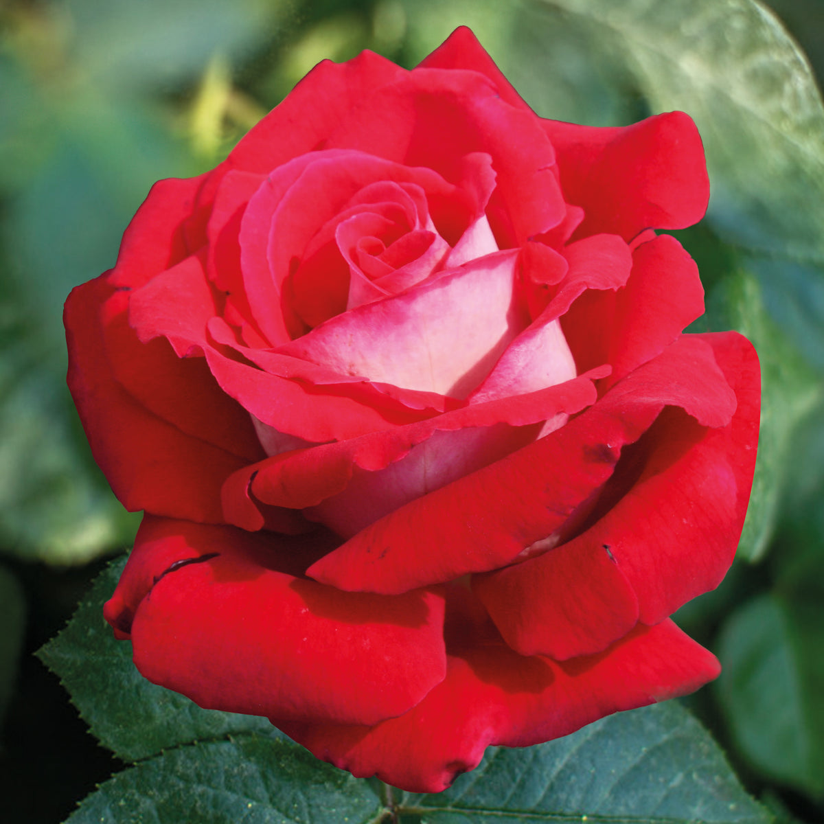 Rosa Osiria - Rosier buisson Osiria - Rosiers - racines nues
