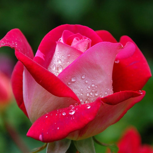 Rosier buisson Osiria - Bakker