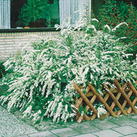 Collection Haie fleuries d'été - 6 arbustes - Hypericum, spiraea, ligustrum aureum, caryopteris, - Plantes d'extérieur