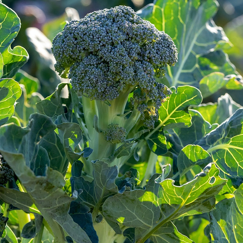 Chou brocoli Atlantis F1 - Brassica oleracea atlantis f1 - Bakker