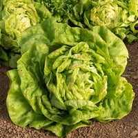 Lactuca sativa Reine de Mai - Laitue pommée Reine de Mai (3 g) - Graines de salades
