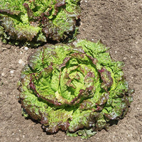 Lactuca sativa Blonde de Paris, Rouge grenobloise, Dorée de printemps - Collection de 3 salades Batavia - Graines de salades
