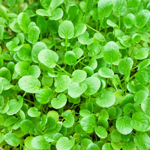 Graines de salades - Cresson de jardin - Barbarea verna