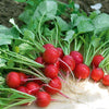 Radis Cerise - Bakker