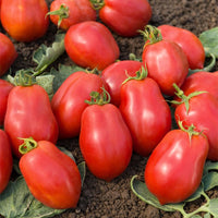 Bakker - Tomate Roma VF - Solanum lycopersicum roma vf - Potager