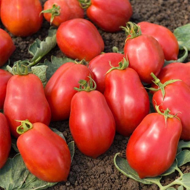 Tomate Roma VF - Solanum lycopersicum Roma VF - Bakker