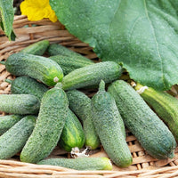 Cornichon Vert Petit de Paris - Cucumis sativus vert petit de paris - Bakker