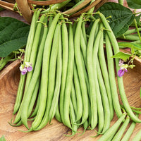 Collection d'Haricots - Collection de 3 haricots assortis - Bakker