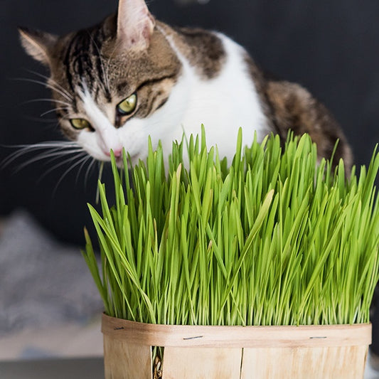 L'herbe à chat - Bakker.com | France