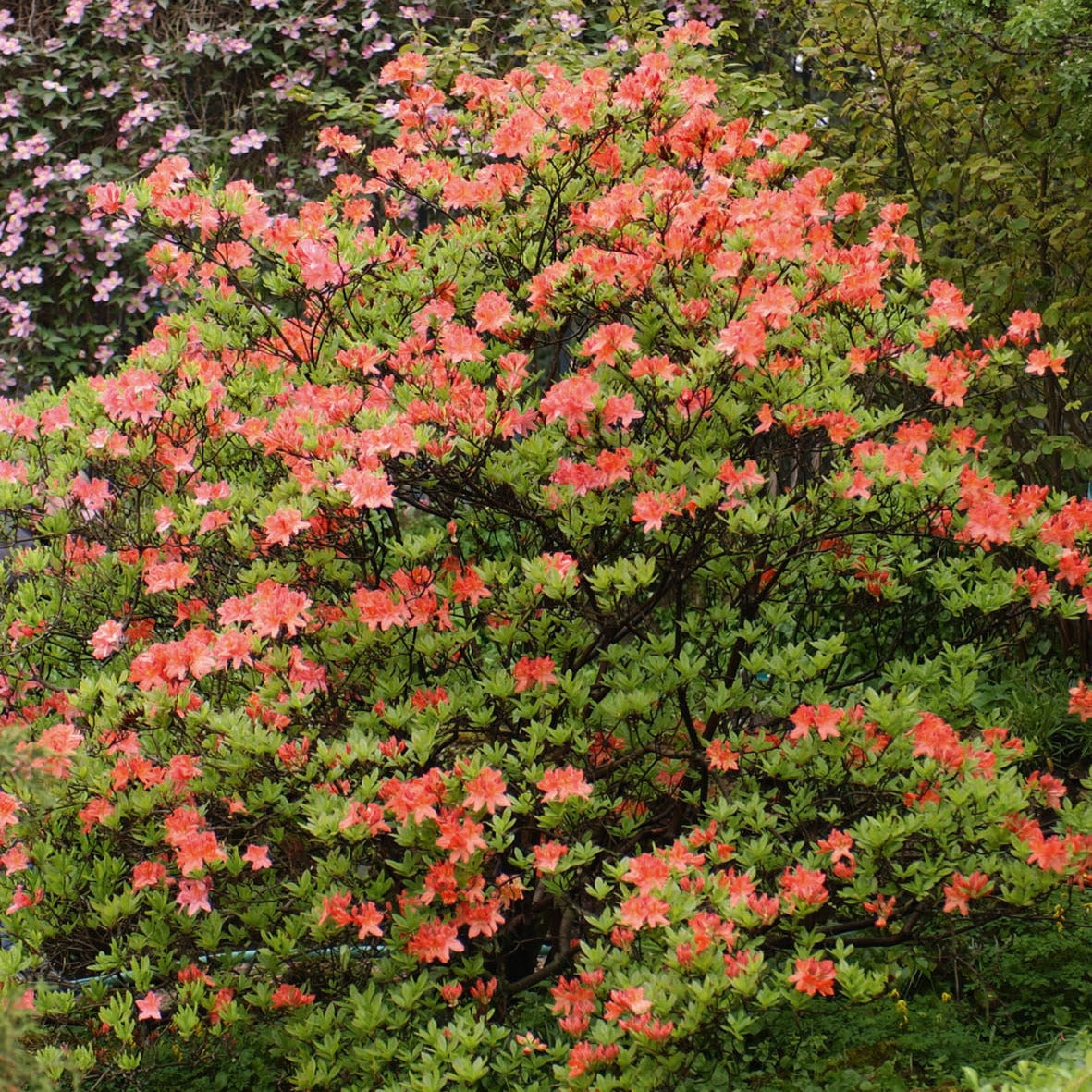Azalée de Chine rouge orangée - Bakker