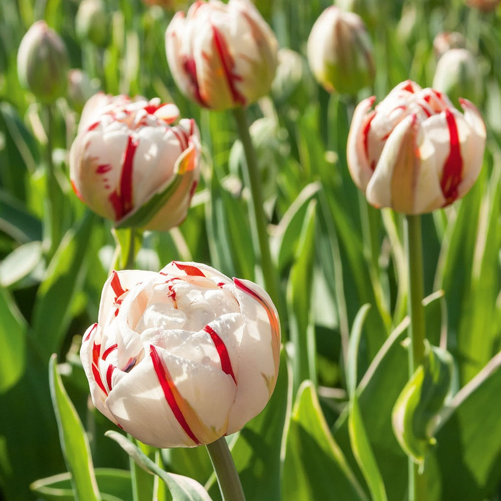Bakker - 10 Tulipes à fleurs de pivoine Carnaval de Nice - Tulipa carnaval de nice - Bulbes à fleurs